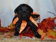 Cheap Healthy AKC Lab Puppies! Red,Black & Yellow Starting at1,000.00!