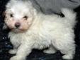 Fluffy Maltese Puppy